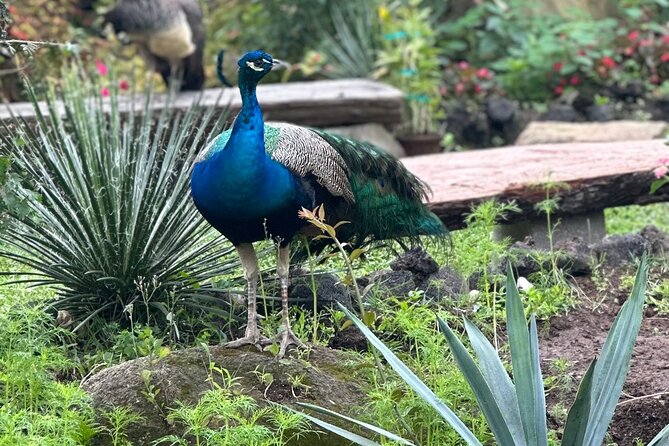 1/2 Day Puerto Vallarta Botanical Garden tour - Meeting in Zona Romántica at 8:30 a.m.