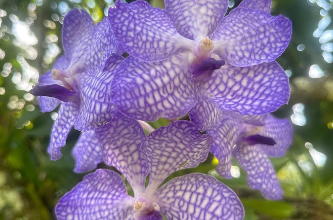 1/2 Day Puerto Vallarta Botanical Garden tour - River swimming, El Tuito, or returning to Puerto Vallarta