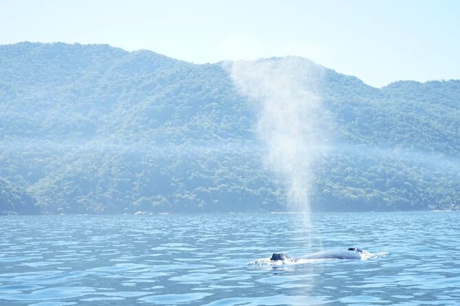 3 Hours of Whale Watching in Puerto Vallarta - Searching Bay of Banderas for humpbacks