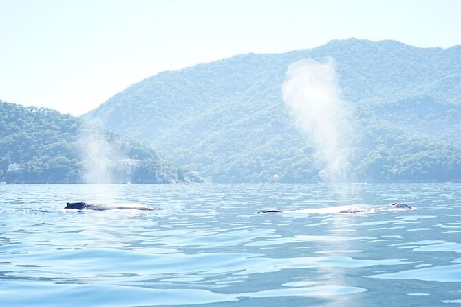 3 Hours of Whale Watching in Puerto Vallarta - Booking, meeting, and cancellation tips