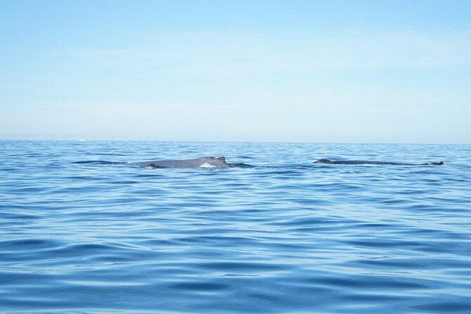3 Hours of Whale Watching in Puerto Vallarta - What the small boat changes