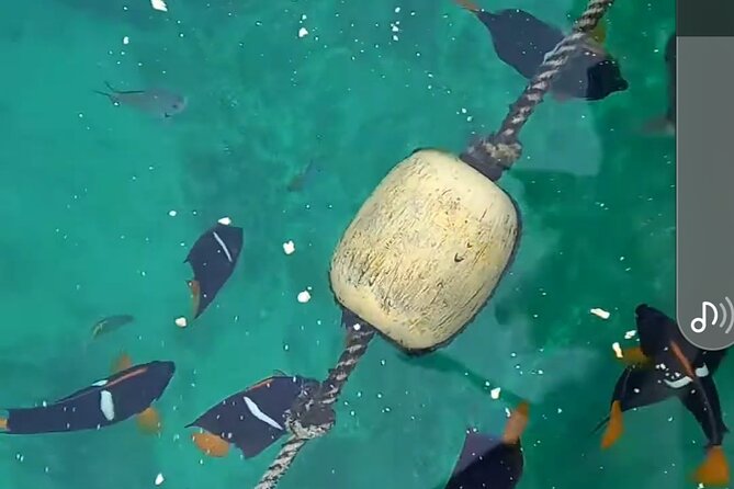 All-inclusive Colomitos cruise and Animas beach snorkeling - Los Arcos: Puerto Vallarta’s best photo stop
