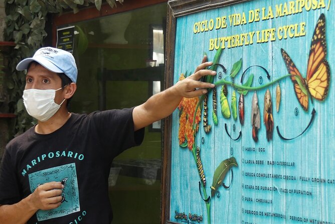 Butterfly Sanctuary & Museum Guided Tour in Puerto Vallarta - Key points to know before you book