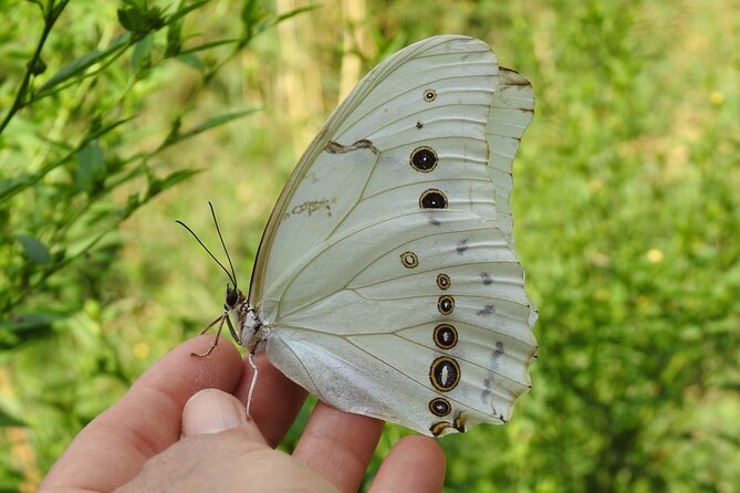 Butterfly Sanctuary & Museum Guided Tour in Puerto Vallarta - A small sanctuary with a serious purpose