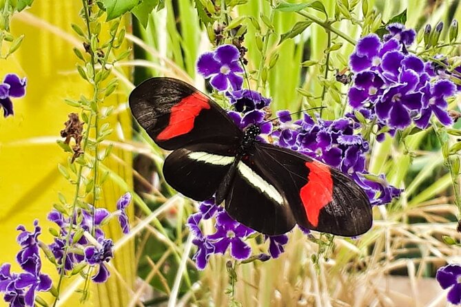 Butterfly Sanctuary & Museum Guided Tour in Puerto Vallarta - The first-flight release is the emotional centerpiece