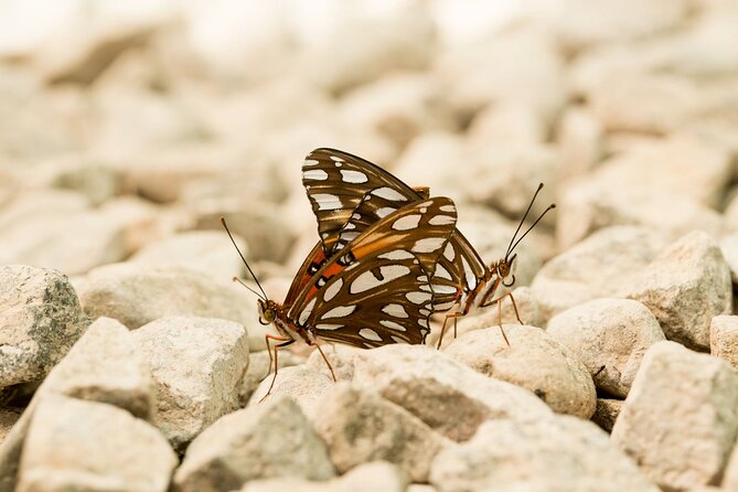 Butterfly Sanctuary & Museum Guided Tour in Puerto Vallarta - The Butterfly Heritage Museum adds needed context