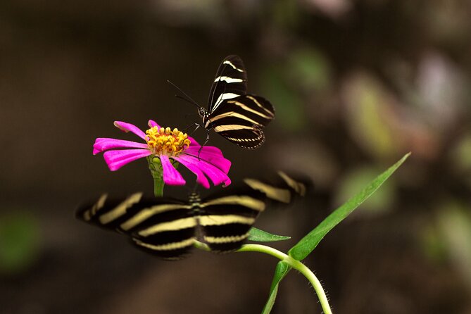 Butterfly Sanctuary & Museum Guided Tour in Puerto Vallarta - Why the guides make such a difference