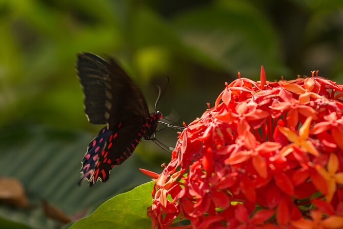 Butterfly Sanctuary & Museum Guided Tour in Puerto Vallarta - Getting there requires more planning than the tour itself