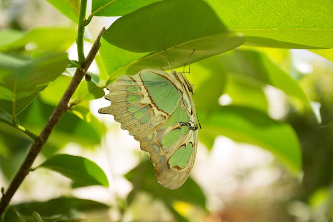 Butterfly Sanctuary & Museum Guided Tour in Puerto Vallarta - Is $28 a fair price?