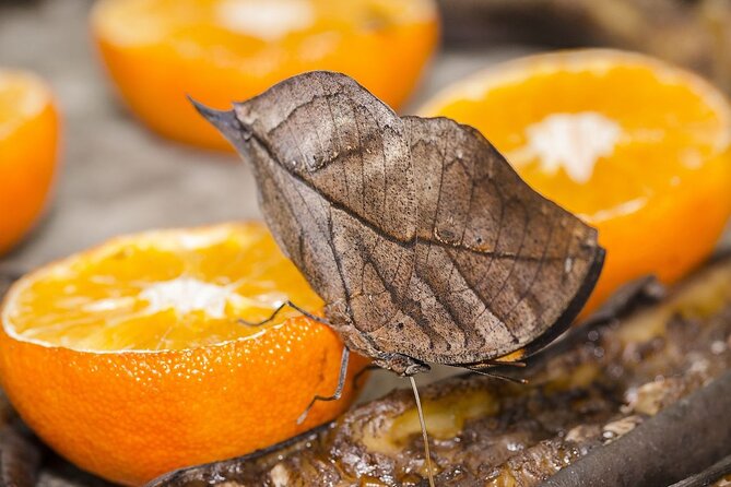 Butterfly Sanctuary, Museum & Lunch with Transport - Key Points to Know Before You Go