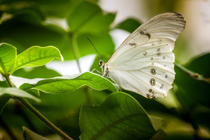 Butterfly Sanctuary, Museum & Lunch with Transport - What the Three-Hour Outing Is Really Like