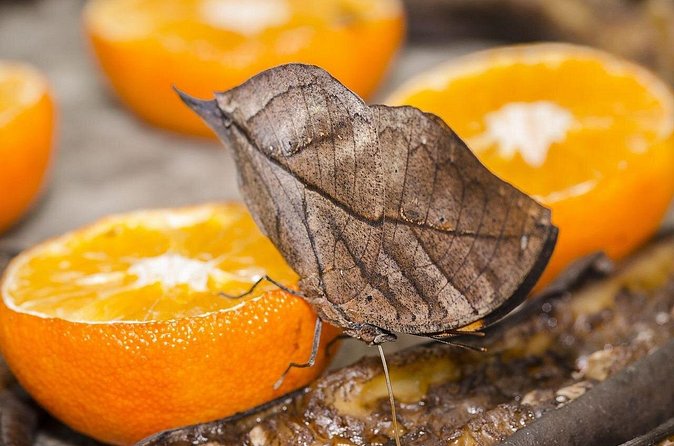 Butterfly Sanctuary, Museum & Lunch with Transport - Lunch at a Local Restaurant