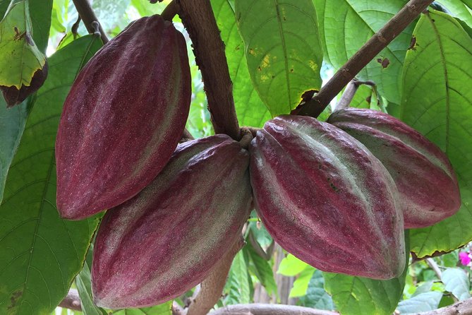 Chocolate Tour in Vallarta - A cacao garden outside Puerto Vallarta