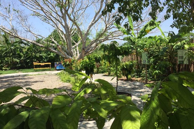 Chocolate Tour in Vallarta - Who should book this chocolate experience?