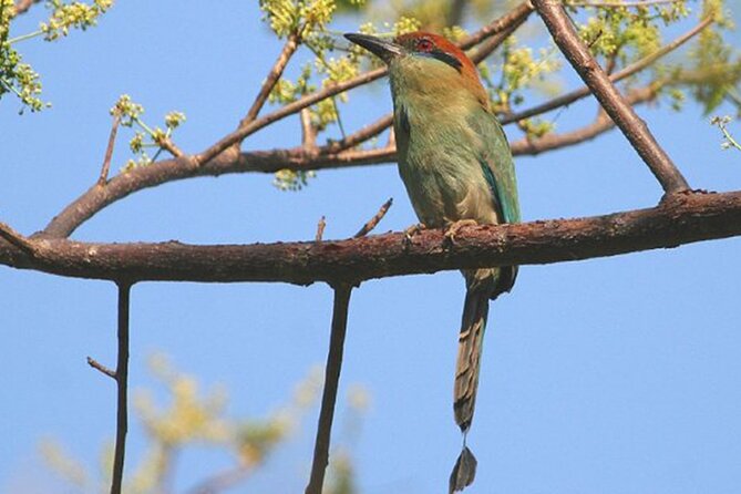 Desembocada and Ameca River Bird Paradise (Wetland and Tropical birds in PV) - Key points to know before you book
