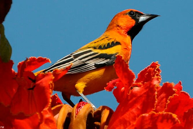 Desembocada and Ameca River Bird Paradise (Wetland and Tropical birds in PV) - Why this Puerto Vallarta birding trip is special