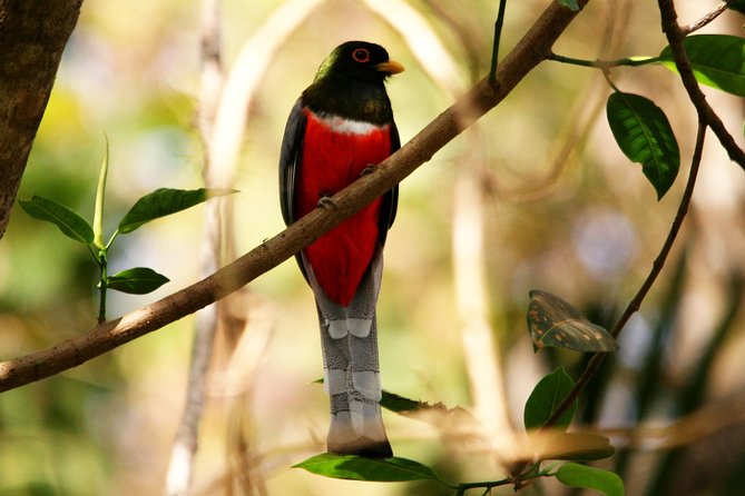 Desembocada and Ameca River Bird Paradise (Wetland and Tropical birds in PV) - Playa Boca de Tomates and the coastal side