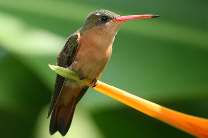 Desembocada and Ameca River Bird Paradise (Wetland and Tropical birds in PV) - What you might see