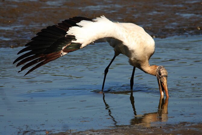 Desembocada and Ameca River Bird Paradise (Wetland and Tropical birds in PV) - Food, breaks, and what to pack