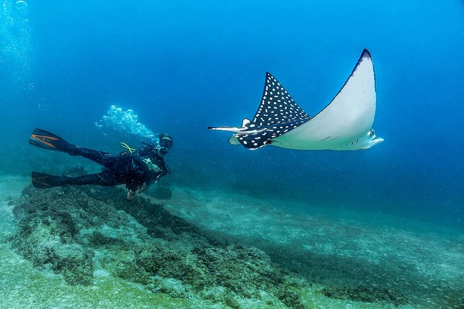 Discover Scuba experience at Las Caletas, Puerto Vallarta - Key points at a glance