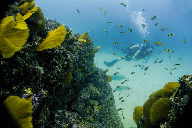 Discover Scuba experience at Las Caletas, Puerto Vallarta - The Las Caletas underwater session