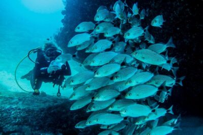 Discover Scuba experience at Las Caletas, Puerto Vallarta