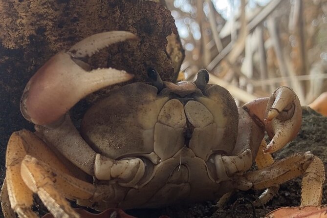 Ecocultural Jungle Hike & Secret Beach Experience - Following the jungle trail with Jair