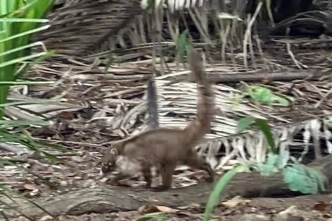 Ecocultural Jungle Hike & Secret Beach Experience - What the $25 price really covers