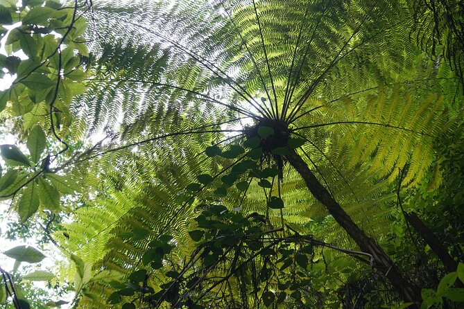 El Nogalito Mountain River- Hiking Tour - Lunch, snacks, and the value of the $95.18 price