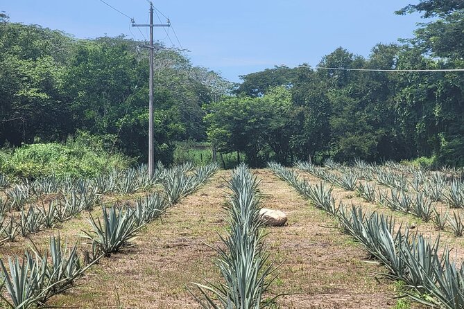 Finca 18 Puerto Vallarta Tequila Tour + Chocolate Pairing - The tasting: five or more agave spirits, served as a lesson