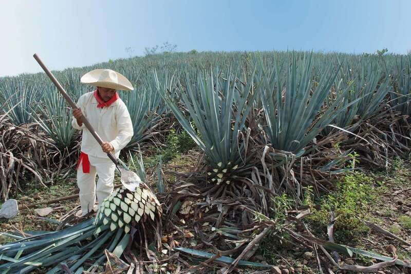 From Puerto Vallarta: Full-Day Tour to San Sebastian - FAQ