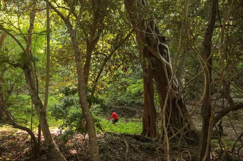 From Puerto Vallarta: Jungle Mountain Bike Tour - How difficult is the route?