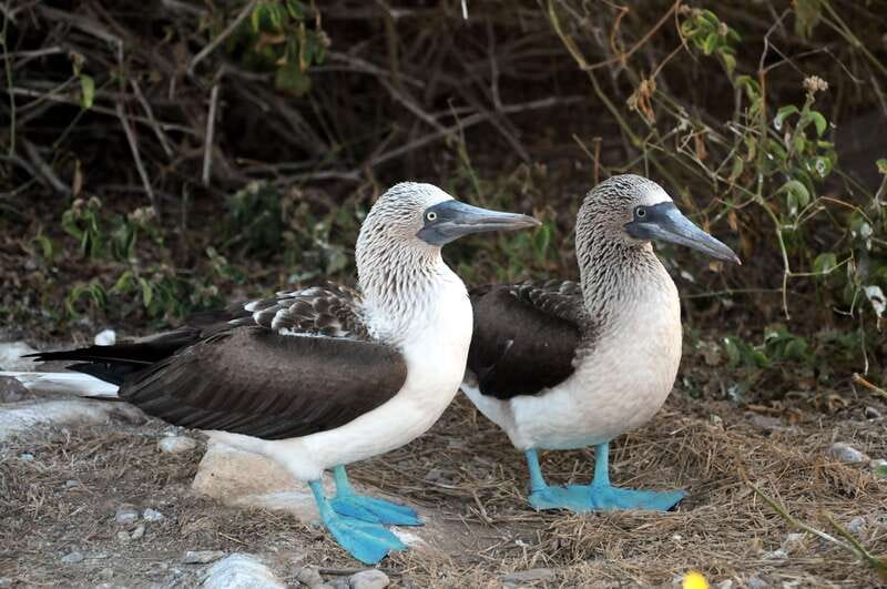 From Puerto Vallarta: Marieta Islands Snorkeling Trip - My recommendation for booking