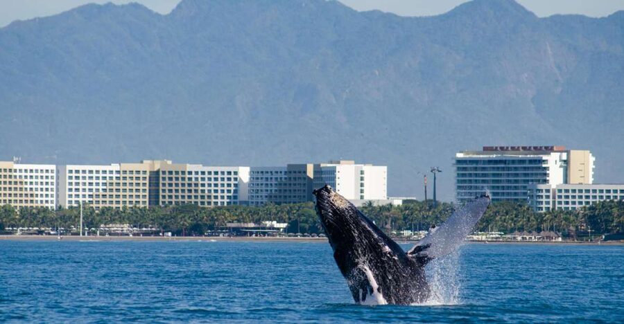 From Puerto Vallarta/Nuevo Vallarta: Whale Watching Cruise - What the four-hour schedule feels like