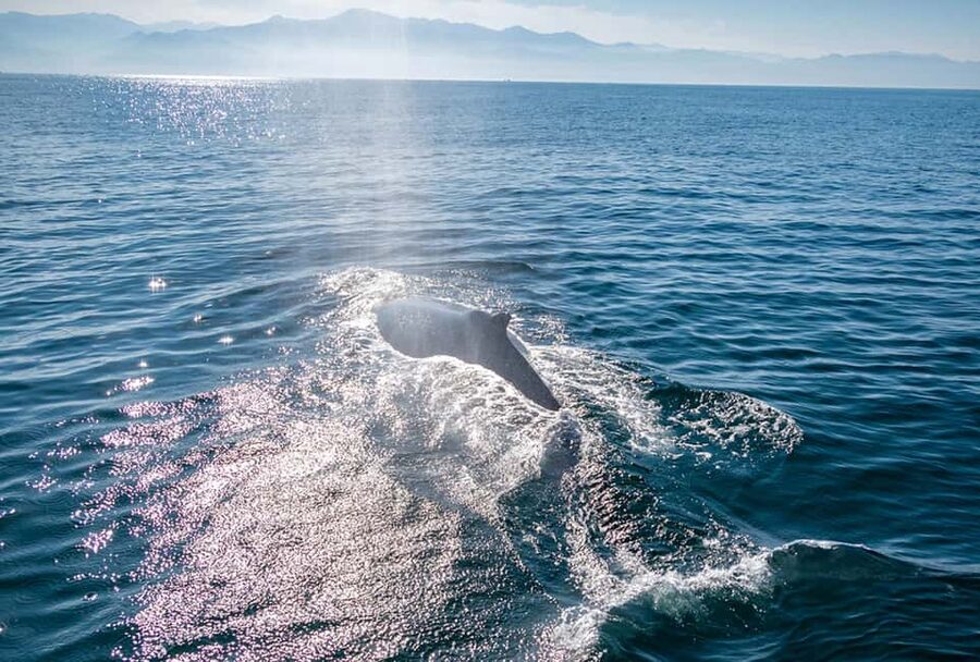 From Puerto Vallarta/Nuevo Vallarta: Whale Watching Cruise - Meals, snacks, and the international bar
