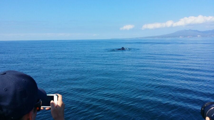 From Puerto Vallarta/Nuevo Vallarta: Whale Watching Cruise - Choosing between Puerto Vallarta and Nuevo Vallarta