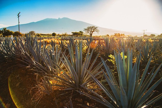 Full-Day Tequila, Jalisco from Puerto Vallarta with Tequila Experience - What the guides add to the experience