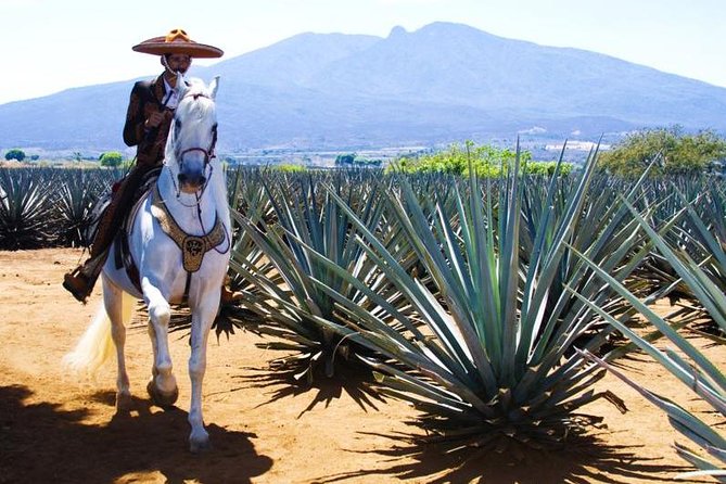 Full-Day Tequila, Jalisco from Puerto Vallarta with Tequila Experience - Breakfast, tasting, and the real value of $450
