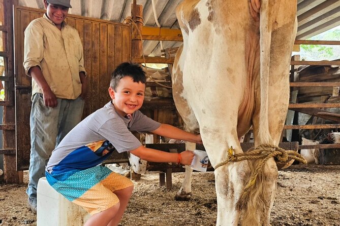 Hands-on Mexican Farm Experience: from Cow to Cheese - Meeting cows and tasting fresh milk