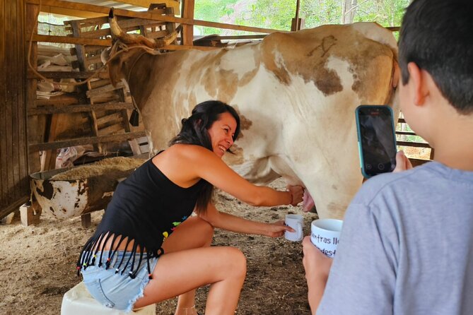 Hands-on Mexican Farm Experience: from Cow to Cheese - Seeing cheese made from milk
