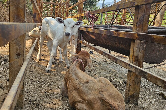 Hands-on Mexican Farm Experience: from Cow to Cheese - Cooling off in natural pools