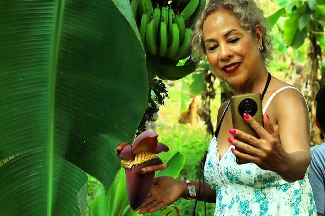 Hands-on Mexican Farm Experience: from Cow to Cheese - Picking tropical fruit in season