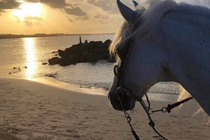 Horseback Riding in Sayulita Through Jungle Trails to the Beach - Guides who work well with beginners