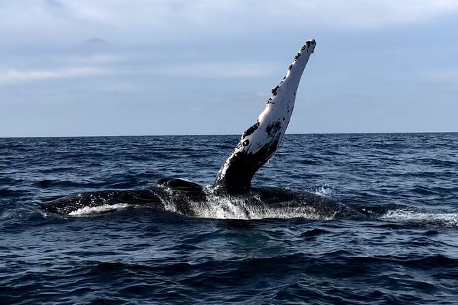 Humpback Whale Watching • Private Tour • Punta Mita - Setting out from Punta Mita Pier