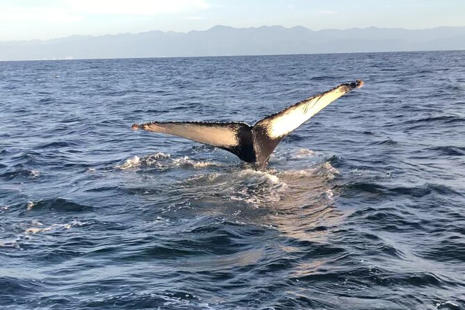 Humpback Whale Watching • Private Tour • Punta Mita - Searching the waters for humpbacks