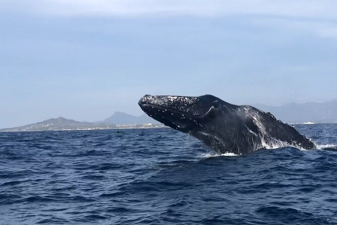 Humpback Whale Watching • Private Tour • Punta Mita - Why a private boat changes the experience