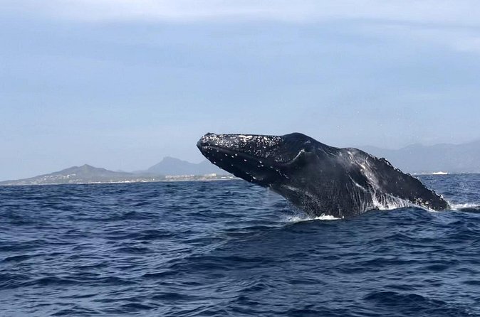 Humpback Whale Watching • Private Tour • Punta Mita - The guide, captain, and onboard basics