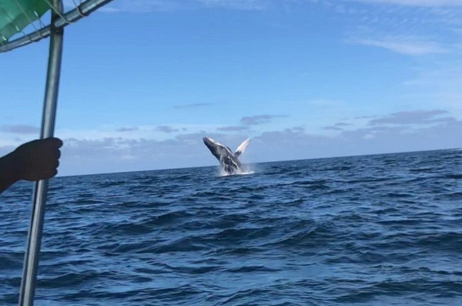 Humpback Whale Watching • Private Tour • Punta Mita - The return to Punta Mita