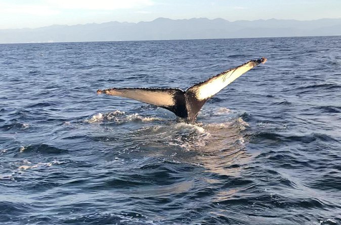 Humpback Whale Watching • Private Tour • Punta Mita - Timing, booking, and weather concerns