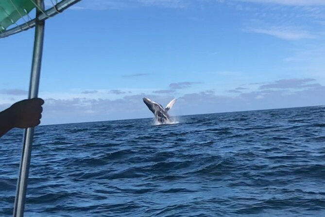 Humpback Whale Watching • Private Tour • Punta Mita - Who will get the most from this tour